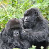  Gorillas Grooming (Congo)